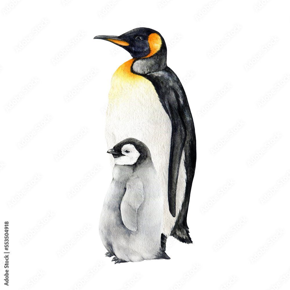 Fototapeta premium Emperor penguin bird stand with a baby. Watercolor illustration. Hand drawn realistic parent penguin with a baby. Antarctica wildlife bird. Couple of beautiful penguins.