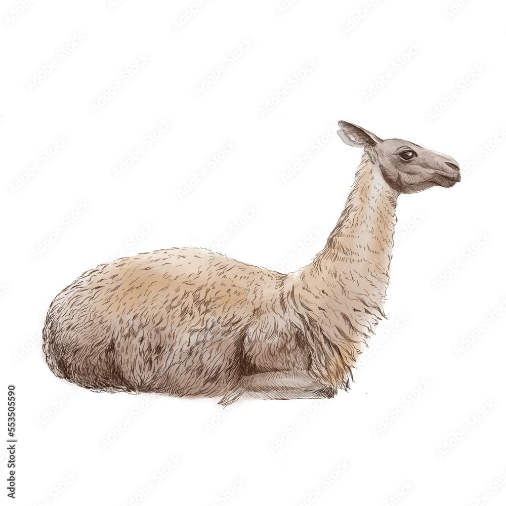 Obraz premium Lama. Watercolor illustration of an animal on a white background. Lama lies on the ground.