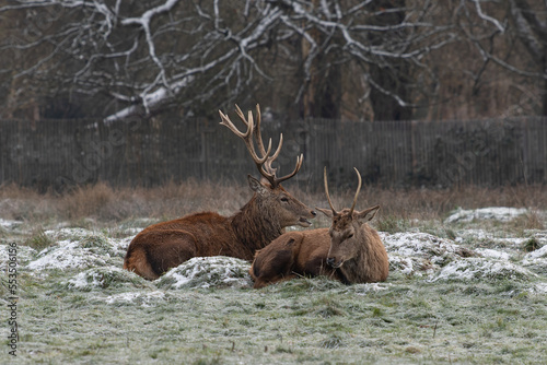 Large red stags in freezing weather waiting for food to arrive early morning