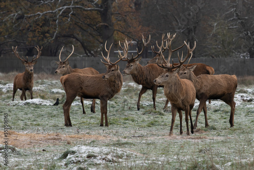 Large red stags in freezing weather waiting for food to arrive early morning
