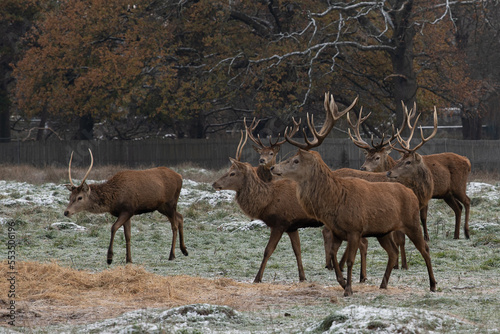 Large red stags in freezing weather waiting for food to arrive early morning