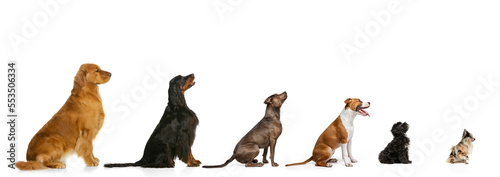 Group of different breeds dogs sitting in a row for each other in growth isolated on white background. Profile view. Diversity. Animal life, care, vet, grooming. Collage