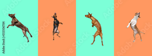 Big and small dogs jumping  playing  flying. Cute doggies or pets are looking happy isolated on colorful background. Collage