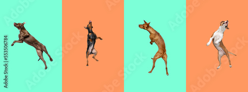 Photography Big and small dogs jumping, playing, flying