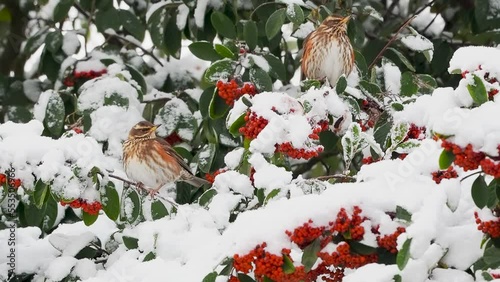 Redwing Eating Berries in a Rowan Tree