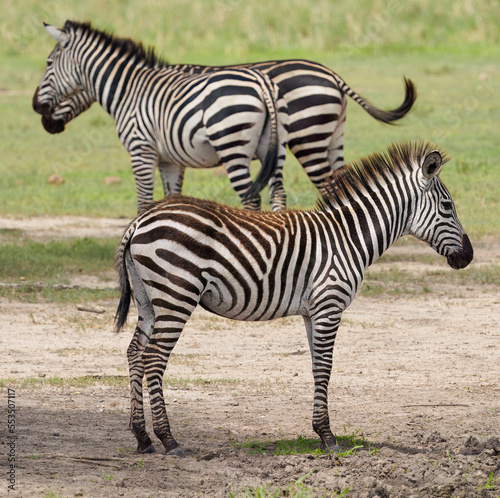 Wallpaper Mural zebra in the wild Torontodigital.ca