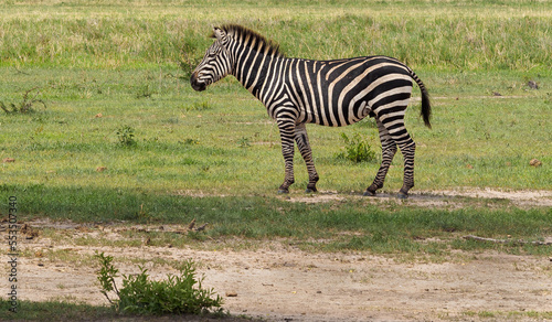 zebra in the savannah © Tim Bharmal