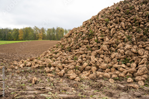 Sugar beets lying down on the ground on an agricultural field during autumn