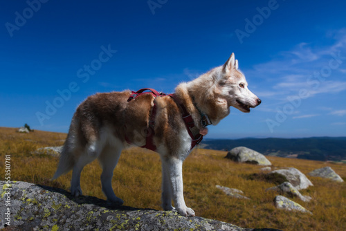 Husky Siberien nature, heureux, Cevennes