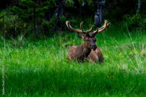 The elk or wapiti is one of the largest species within the deer family, Cervidae, and one of the largest terrestrial mammals in North America and Northeast Asia. © dfriend150