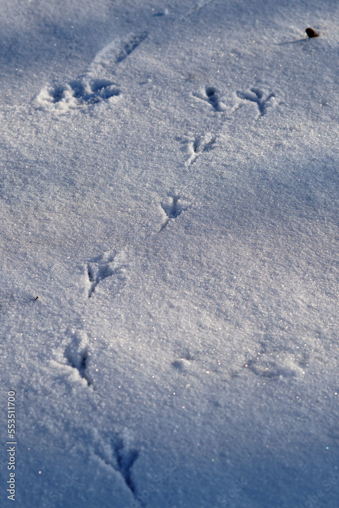 Bird tracks in the snow. Winter season in Europe. Bird tracks in the snow. Winter season in Europe.