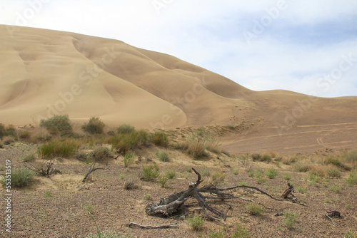 A huge sand dune in the Altyn-Emel National Park with beautiful waves, green bushes and a dried branch in the foreground, a sky with clouds