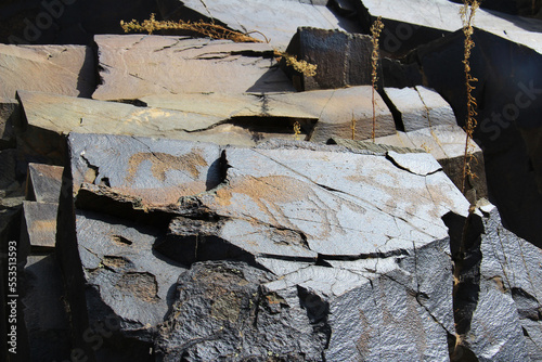 Carved images of ancient animals on a flat horizontal stone, petroglyphs, ancient rock paintings in the Tamgaly-Tas tract in summer