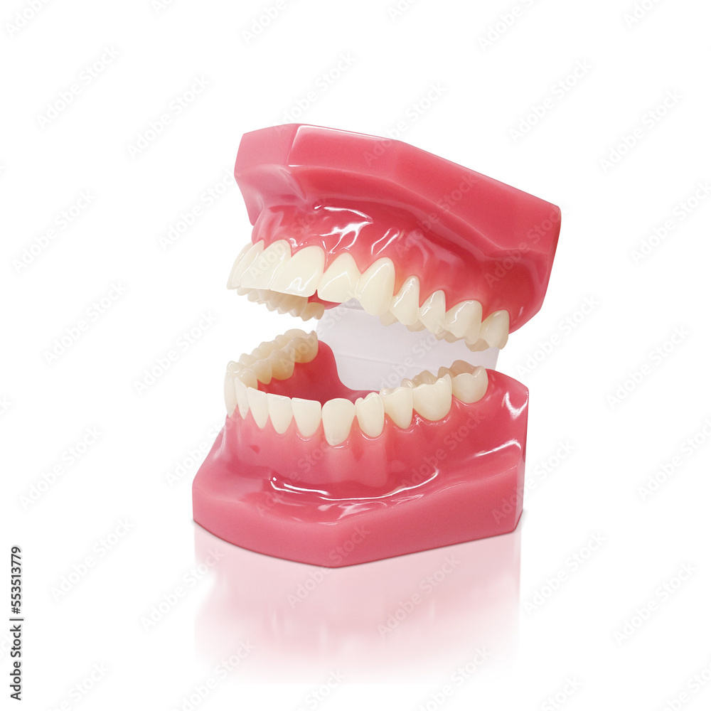 Obraz premium 歯形模型 歯列模型 イラスト リアル