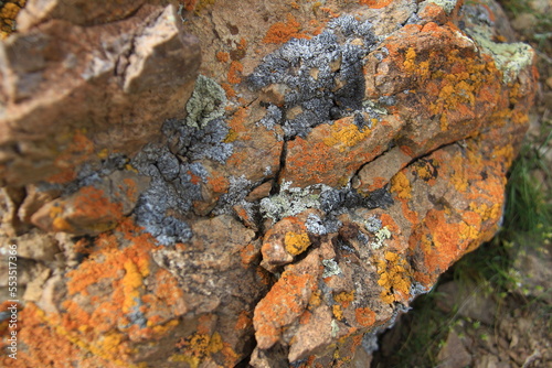 On a large cracked red stone, gray, yellow and red lichens, close-up