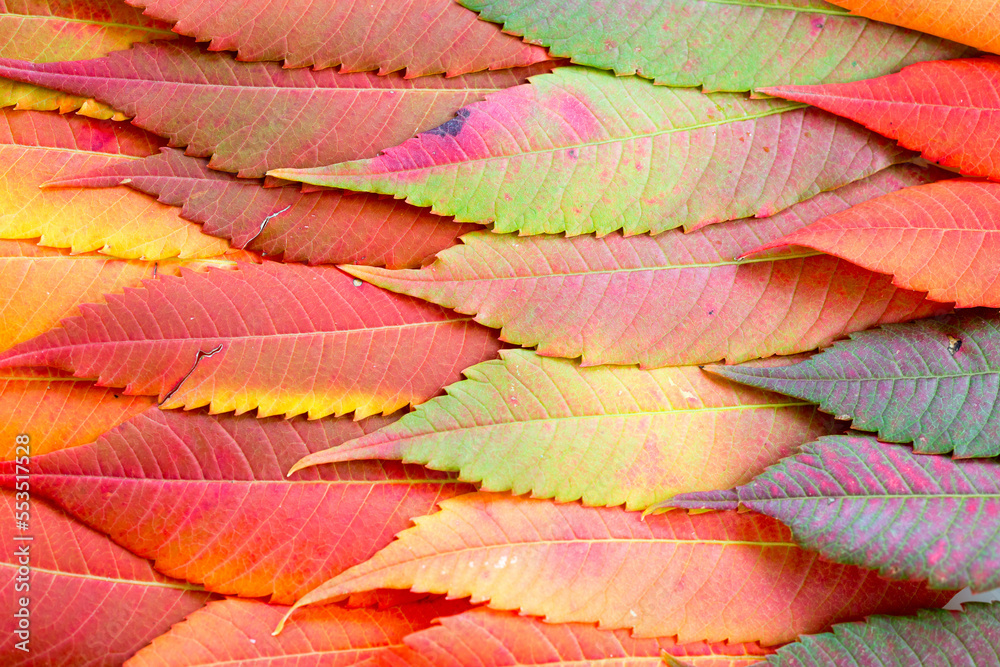 Obraz premium Buntes Herbstlaub