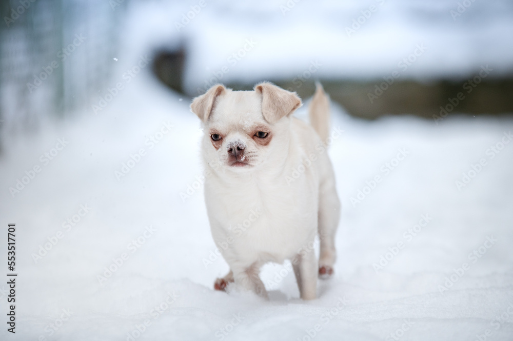 Fototapeta premium chihuahua puppy in snow