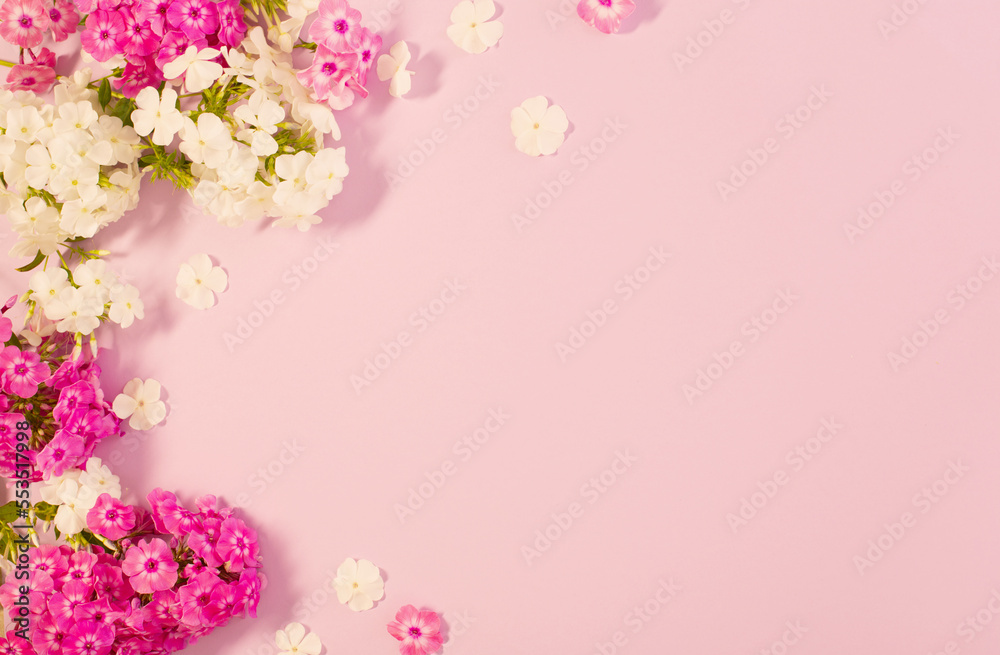 white and purple phloxes on color paper background white and purple phloxes on color paper background