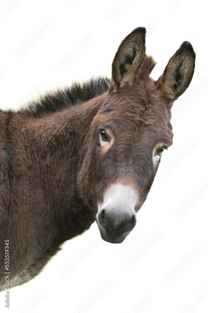 portrait brown donkey isolated on white background portrait brown donkey isolated on white background