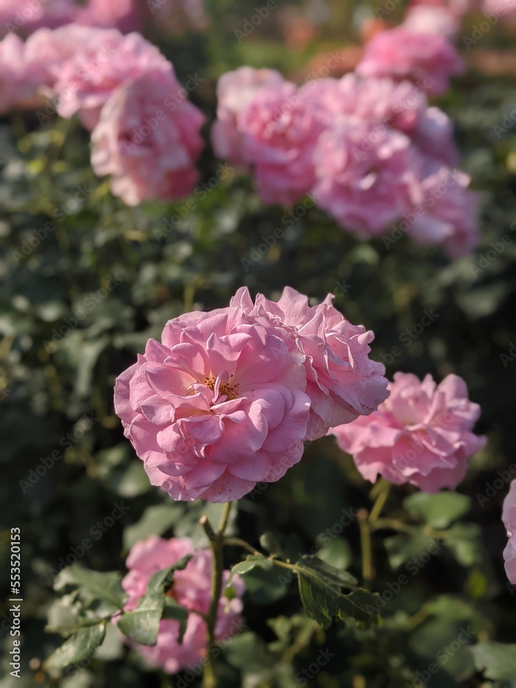 花 花