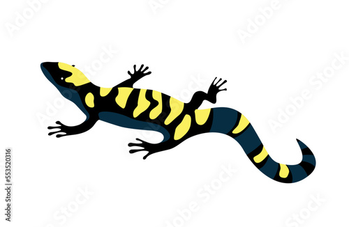 Salamander, lizard - top view, illustration