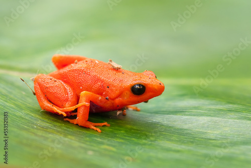 Golden Mantella - Mantella aurantiaca, beautiful endemic golden frog from Madagascar rain forest. photo