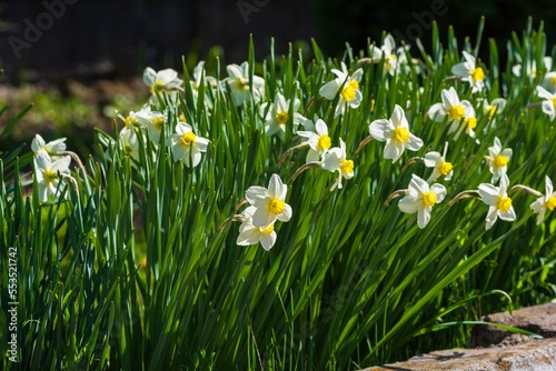 Fototapeta Naklejka Na Ścianę i Meble -  Flowerbed with blooming Narcissus in the park