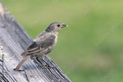 This light colored female cowbird came to the railing of my deck the other day for some birdseed. The males are dark colored but this one is the girl version. I love how cute these little avians are.