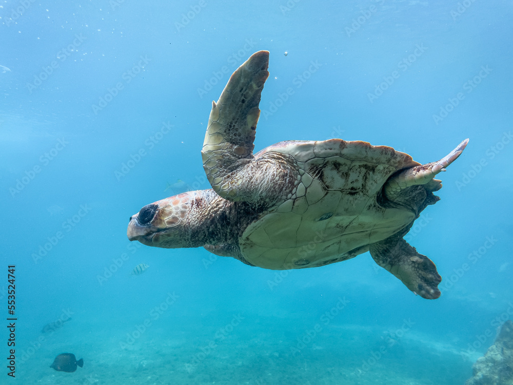 Fototapeta premium Tortue marine à la Réunion
