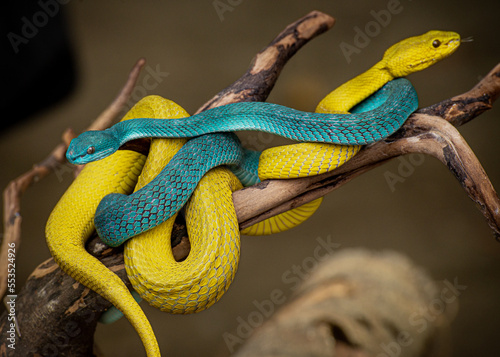 Vipers are in mating season 