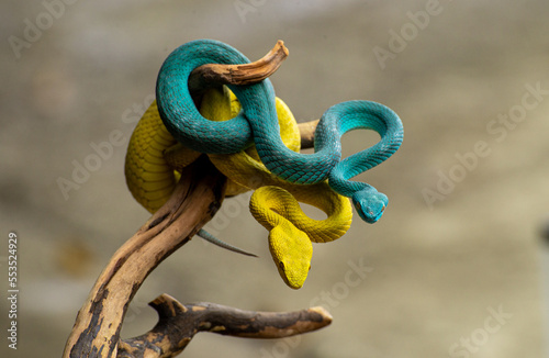 Venomous snake Looking for its prey  © MHDARIF