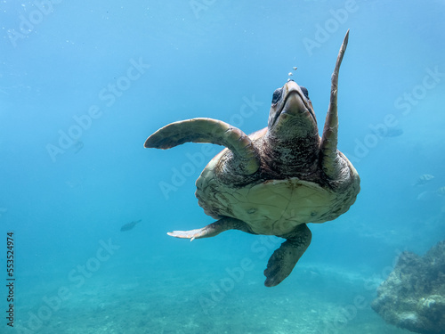 Tortue marine à la Réunion