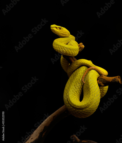 snake on a black background photo