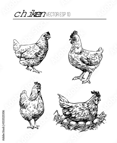 Set of chicken sketches. Hand drawn vector outline on transparent background 