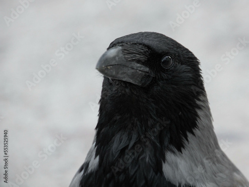 Hooded crow close up portrait. Corvus cornix