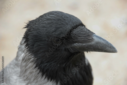 Hooded crow close up portrait. Corvus cornix