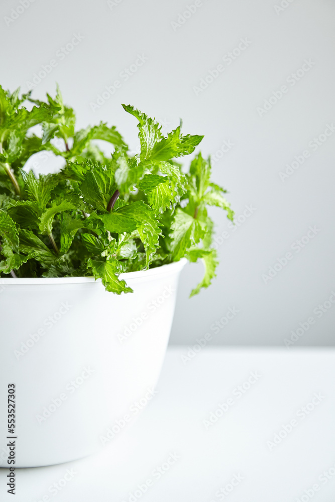 Fresh mint leaves in white bowl, medicinal herb. Curly mint plant Fresh mint leaves in white bowl, medicinal herb. Curly mint plant