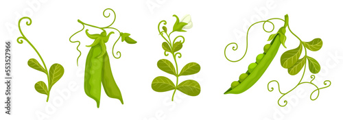 Summer vegetables, ripe green pea pods.Vector graphics.