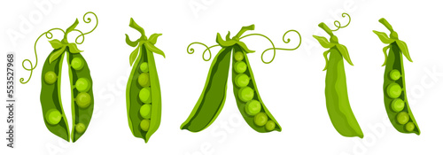 Summer vegetables, ripe green pea pods.Vector graphics.