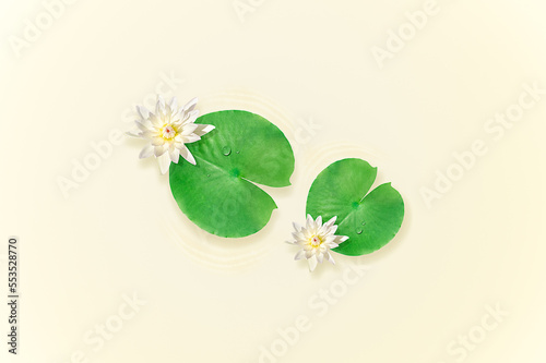 Water lily flowers and water lily leaves on a beige background.