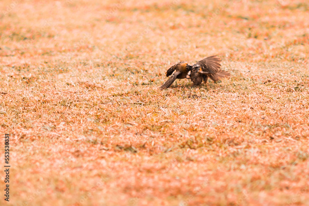 pájaros jugando en su hábitat natural pájaros jugando en su hábitat natural