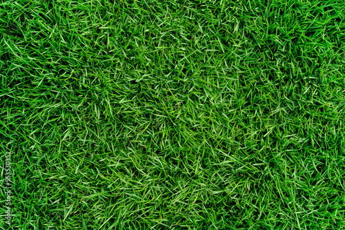 Green lawn texture background.