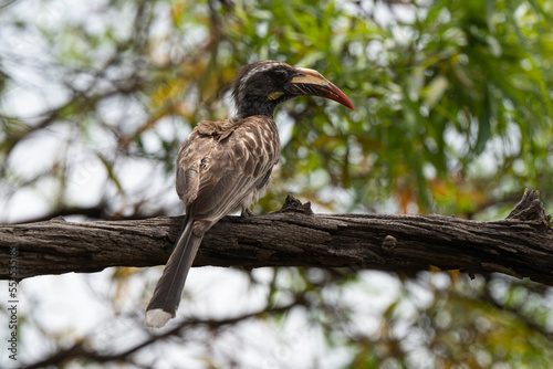 Calao à bec noir,.Lophoceros nasutus, African Grey Hornbill, Afrique du Sud