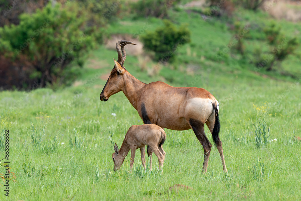 Damalisque, femelle et jeune, Damaliscus lunatus, Parc national Kruger, Afrique du Sud Damalisque, femelle et jeune, Damaliscus lunatus, Parc national Kruger, Afrique du Sud