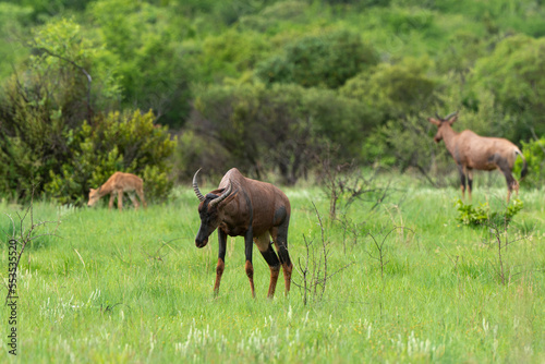 Damalisque, Damaliscus lunatus, Parc national Kruger, Afrique du Sud © JAG IMAGES