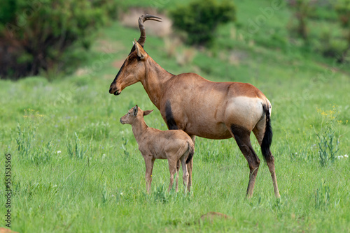 Damalisque, femelle et jeune, Damaliscus lunatus, Parc national Kruger, Afrique du Sud