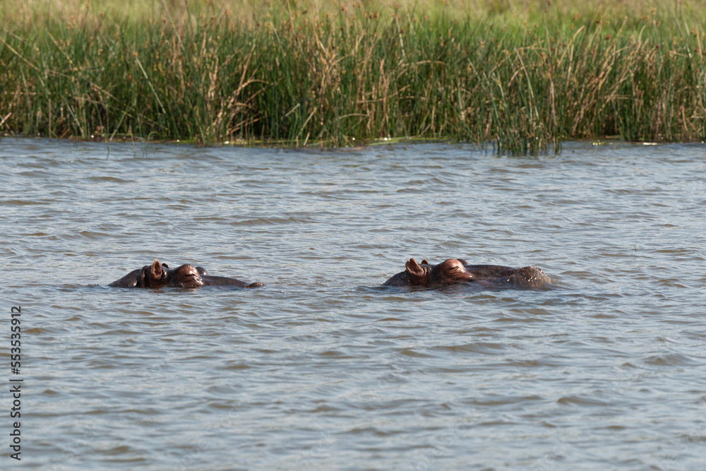 Hippopotame, Hippopotamus amphibius, Afrique du Sud Hippopotame, Hippopotamus amphibius, Afrique du Sud