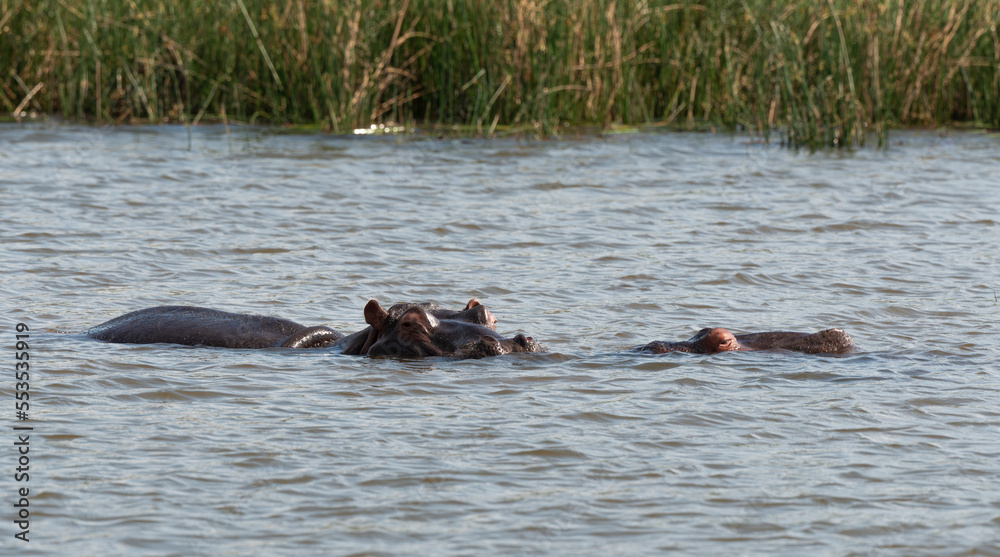 Hippopotame, Hippopotamus amphibius, Afrique du Sud Hippopotame, Hippopotamus amphibius, Afrique du Sud