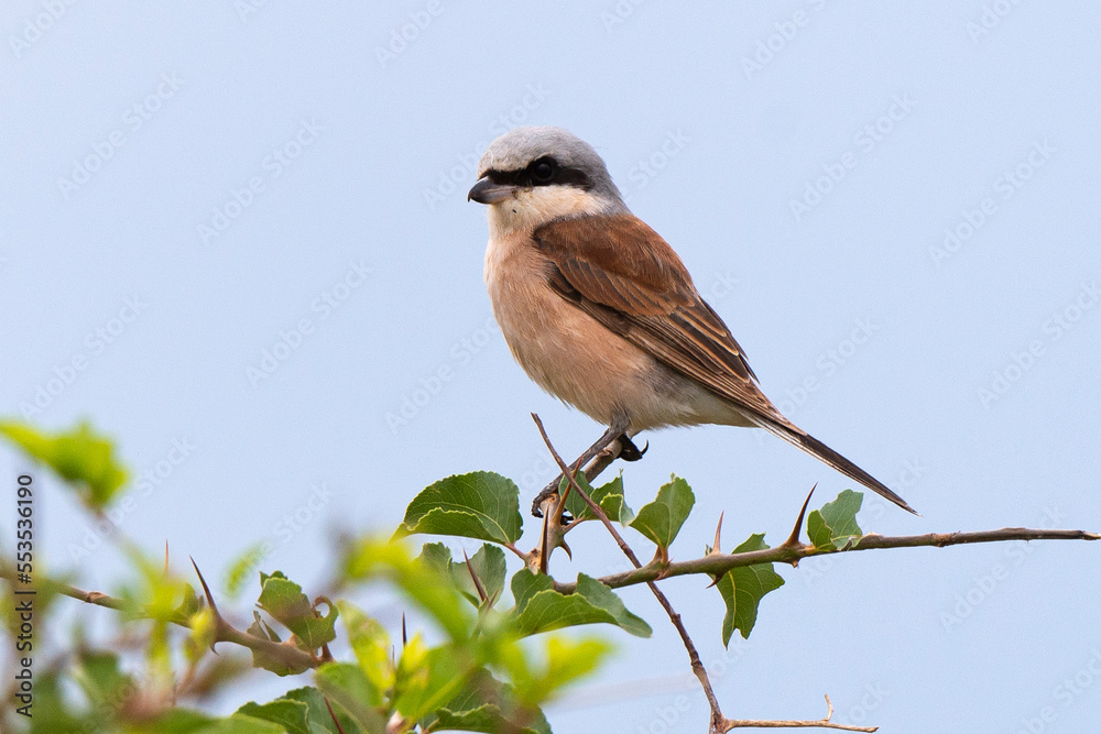 Pie grièche écorcheur, .Lanius collurio, Red backed Shrike Pie grièche écorcheur, .Lanius collurio, Red backed Shrike