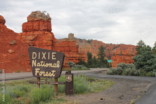 Dixie forest photo